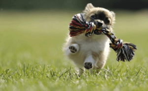 Best-Pet-Toys-In-India